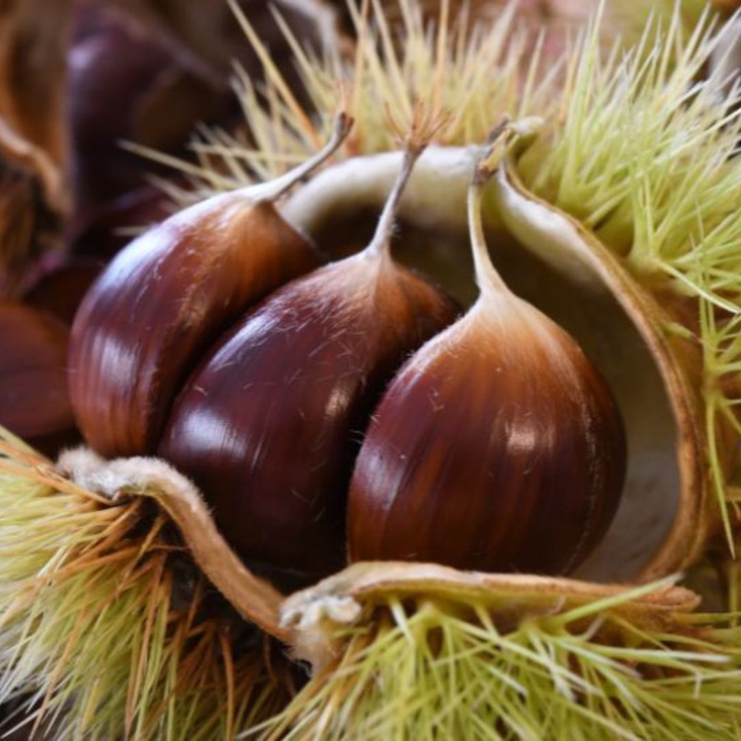 Tisane drenanti e idratazione profonda per il benessere circolatorio